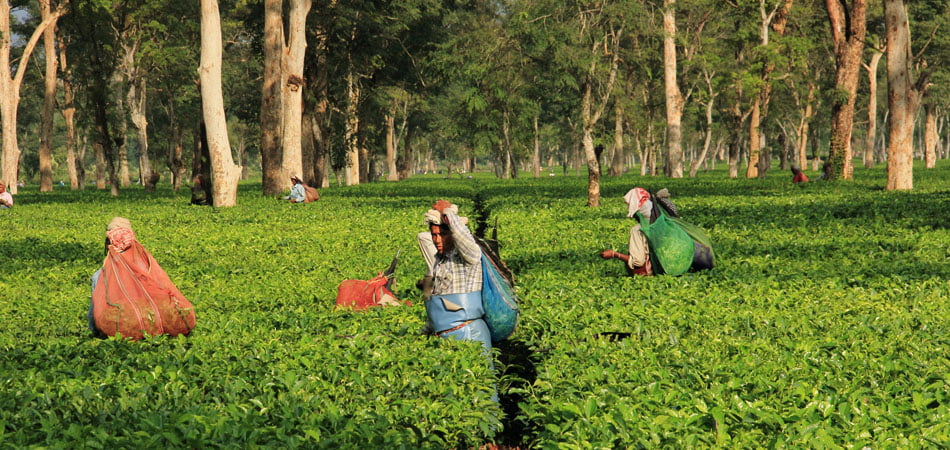 About Assam