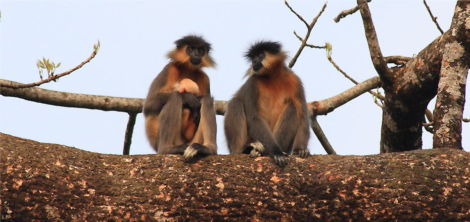 Jungle Book – Assam Wildlife Tour