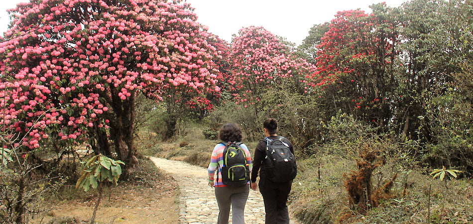 Barsey Rhododendron Trek