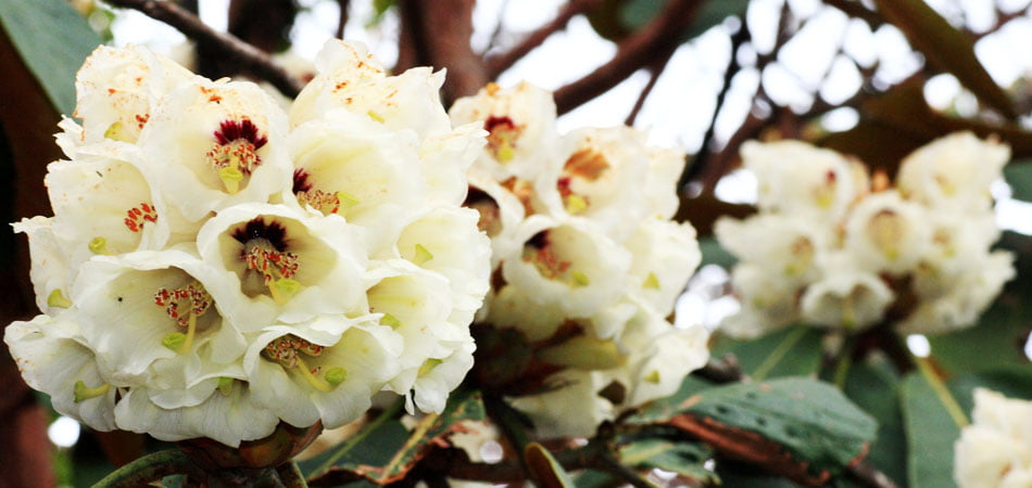 Barsey Rhododendron Trek