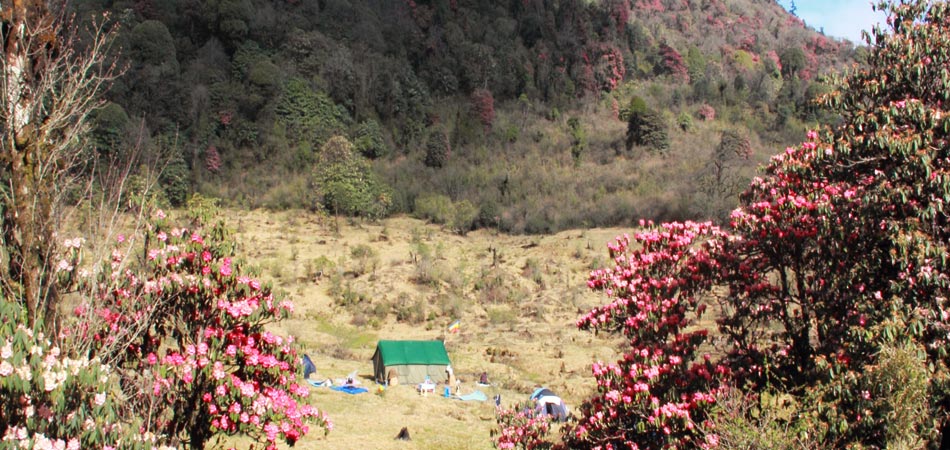 Barsey Rhododendron Trek