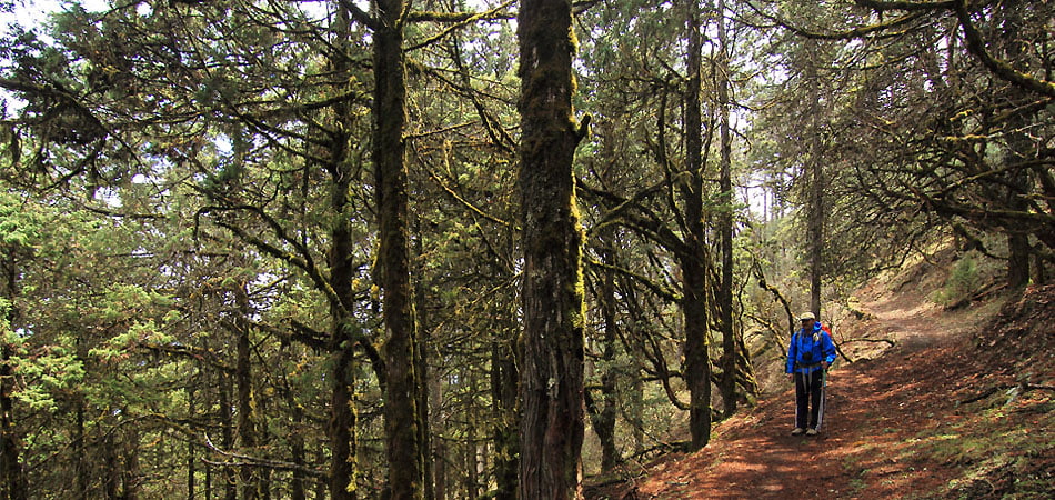 Druk Path Trek