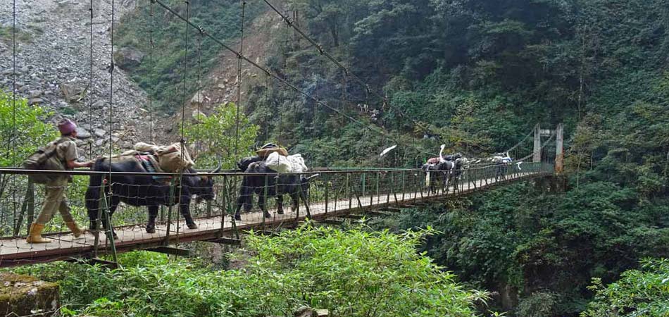 Goechala Trek