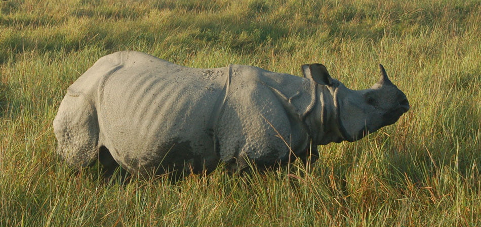 Heritage Assam Tour