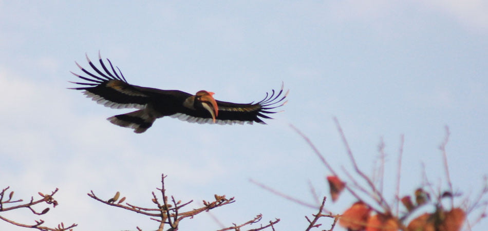 Jungle Book – Assam Wildlife Tour