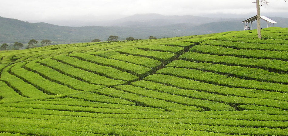 Offbeat Darjeeling