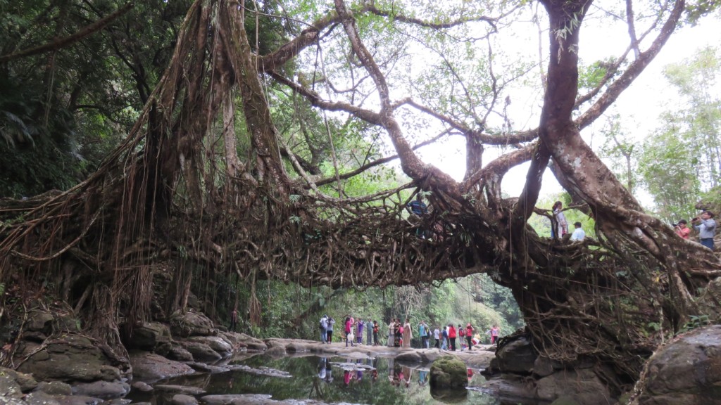 living root bridge riwai mawlynnong