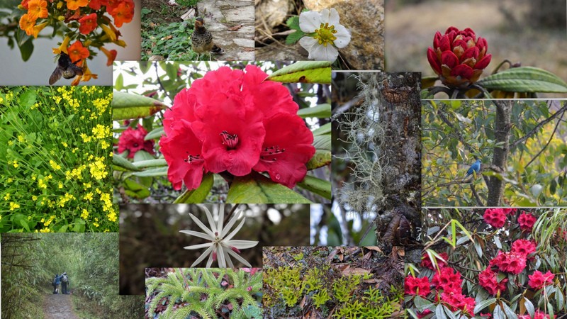 Barsey rhododendron sanctuary collage