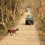 Kaziranga National Park jeep safari