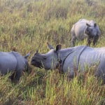 Kaziranga Rhinos