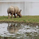 Kaziranga - Rhino Rhino in Kaziranga