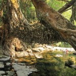 Meghalaya - Mawlynnong 02