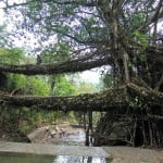 Cherrrapunji living root bridge
