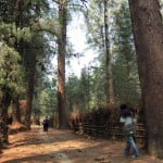 Central-Arunachal-05-Ziro valley