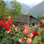 Sikkim - Limboo house Limboo house Darap