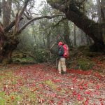 Dense rhododendrong forest on the Bailey Trail