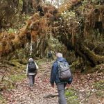 Walking through verdant temperate forests on the Bailey Trail