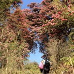 barsey-trek-02 Rhododendron forests on barsey trek