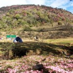 barsey-trek-05 Thula dhap campsite