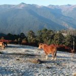 Horses roam around at Sange GG