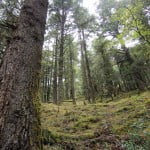 Pine forest on the Druk Path trek