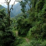 Dzongri trek - Bakhim walk Temperate forest near Bakhim