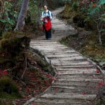 dzongri trek - forest trail Bakhim forest trail