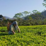 Visiting tea estates on the East Arunachal cycling tour