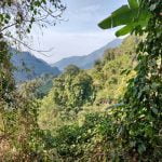 Jungles of Dibang Valley