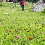 walking through flower laden meadows in Tian Shan mountains