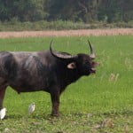 Manas- Water Buffalo A water buffalo