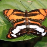 Manas - Color Sergeant Mating of Color Sergeant