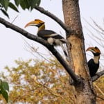Manas-Great Hornbills great hornbills in Manas