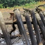 Along - Traditional cooking Adi traditional bamboo cooking