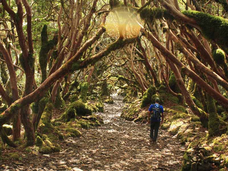 Monpa Trail West Arunachal Trek