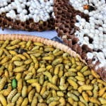 Wasp larvae and silk worms in Kohima market