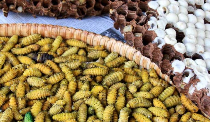 Wasp larvae and silk worms in Kohima market