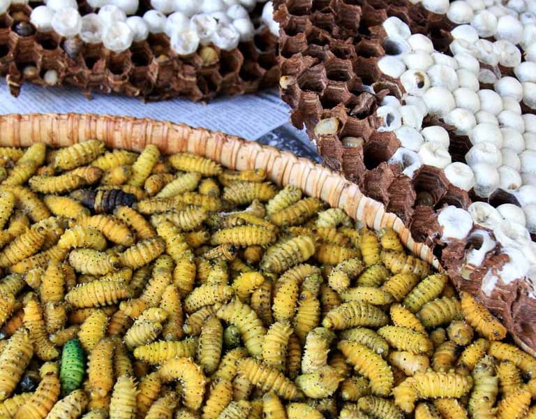 Wasp larvae and silk worms in Kohima market