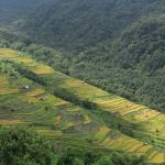 The picturesque paddy fields of Khonoma