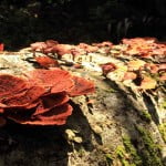 Namdapha fungi on tree
