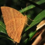 Namdapha Red Calliph butterfly