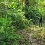 Dense cane forests on the Namdapha trek