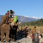 Elephants carrying loads on the Namdapha trek