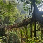 Root bridge in Rangthilyang