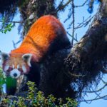 A red Panda in Singalila National Park