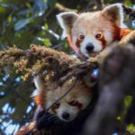 A red panda pair on the red panda trail