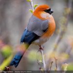 A bullfinch in Singalila National Park