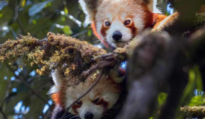 Red Panda pair on the red panda trail