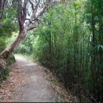 sandakphu-trek-03 Forest trail to Gorkhey