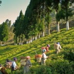 Darjeeling tea garden